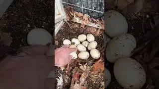 Trying to get a duck to go broody