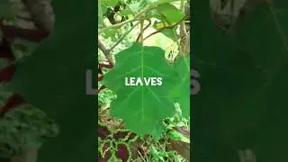 Come Check This! Susumba (Gully Beans) (Turkey Berry) (Solanum Torvum) #shorts #tonedcaribbeanbody
