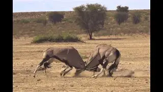 Gemsbok (Oryx) fighting in the Kgalagadi Transfrontier National Park