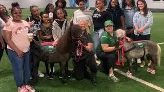 Animal Therapy - Miniature Therapy Horse Trailer