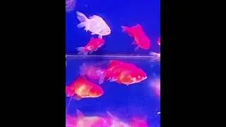 Beautiful goldfish in tank