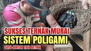 PANEN RAYA TERNAK MURAI BATU 🔥 Sistem Poligami Terbukti Hasilkan Banyak Anakan! #muraibatu 