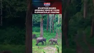 Indian Forest Service Officer Parveen Kaswan Shares Cute Video Of Young Elephants Squabbling #shorts