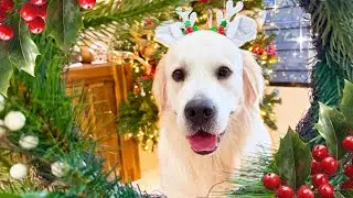 TOP 3 Viral Christmas Photoshoots you NEED to try with your dogs!