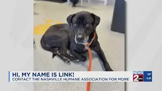 Fur Baby Friday: Meet Link!