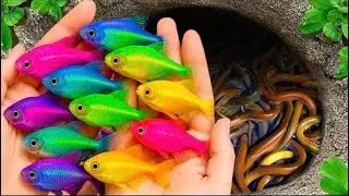 Catch Strange Freshwater Aquarium Fish in Garden, Baby Turtles, Bronze Guppy, Carp, Eels, Goldfish
