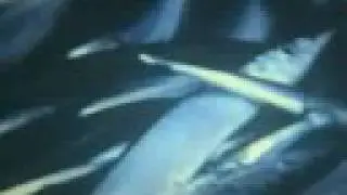 Reggio Calabria - Pesca Costardelle (Raro) - Parte 3