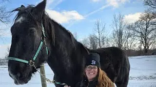 Meet our percheron SPLASH!!