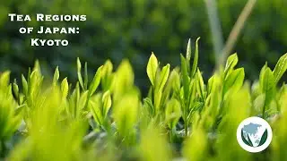 Tea Regions of Japan - Kyoto Program Pre-release Event
