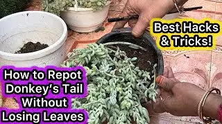 How to Repot Donkey&rsquo;s Tail Without Losing Leaves | Best Hacks & Tricks|