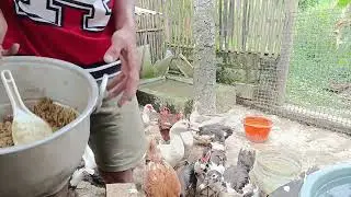 Peternak pemula seperti inilah