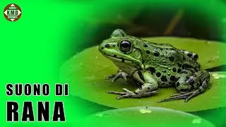 Il suono della Rana: Il vero canto dello stagno &ndash; SUONI DI ANIMALI 🐸