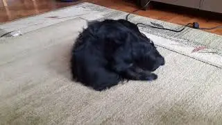 Adorable four months old shih-tzu puppy fighting with newly bought Vacmaster cardio 54 air stream