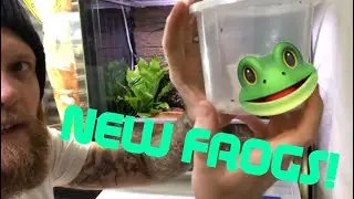 NEW FROGS!!