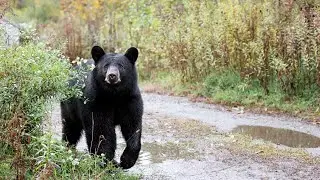 Florida approves hunting of black bears for first time in a decade