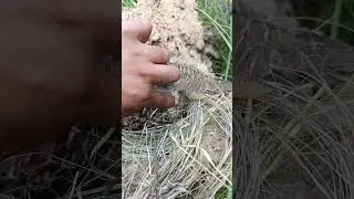 Teetar Bird hatching #teetar #birds #hatching