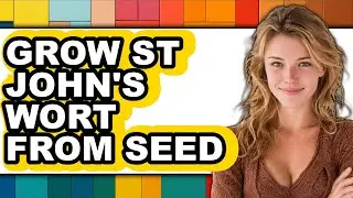 How To Grow St John's Wort From Seed - Easy Guide