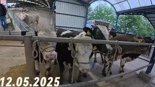 13.05.2025 GÖNEN/BALIKESİR BÜYÜKBAŞ VE KÜÇÜKBAŞ HAYVAN PAZARI #2025hayvanpazarı #büyükbaş #küçükbaş