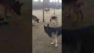 Dogs🐕 Enjoy Morning Park🌳 Activities 🐾at Oma Pet Boarding Faridabad🏡 | Happy & Healthy Start!