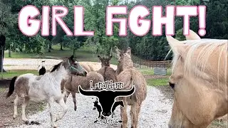 Horses Escape (Again)
