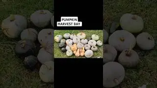 PUMPKIN HARVEST #gardening #harvesting #pumpkin #growth