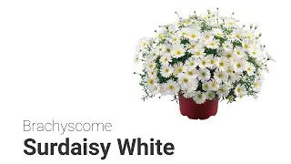 Brachyscome: Surdaisy White - IT