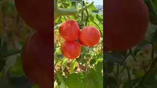 #allah #love #arabic #топ #chinesecuisine #李子柒 #4k #highlights #viralvideo #funcreator
