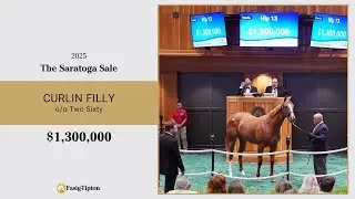 Curlin filly sells for $1,300,000 at The Saratoga Sale (2025)