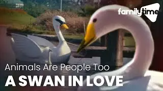 A Swan's Emotional Love Story | Animals Are People Too