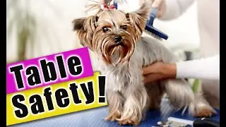 Keep your Dog from falling off the Grooming Table