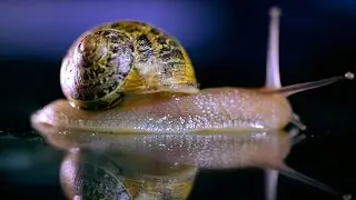 How does a Snail SOUND when Feeding? | Earth Science