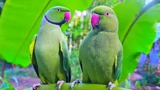 Cute Ringneck Baird Video। Green Colour Parrot Video। USA Amezing Parrot। USA Ringneck Pet Baird।