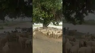 big herd sheep in rain | animals 2025 #animalshorts #animals #sheeps
