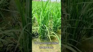 Dr daler Singh rice on ridges 26 days result #viralvideo #riceproduction #1692 #ricefarmers