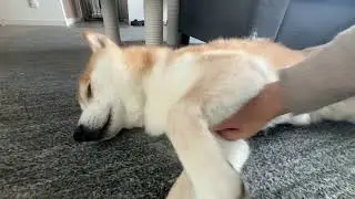 Brave Shiba Inu on Instant Alert for Strange Noises 🐕