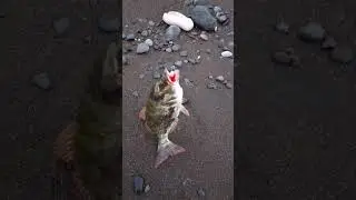 ajingstyle #fishing #fish #ajing #sabiki #beach #ajinggame #angler #