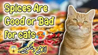 Salt and spices are good or bad for Cats ? Turmeric is good For Cats | Persian Cat Can eat Salt