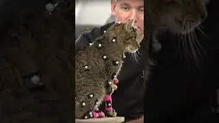 Как появился на свет кот Stray: настоящие коты, вдохновившие игру #BehindTheScenes #Stray