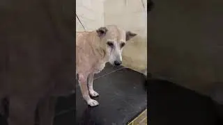 lali...kept in foster for treatment...