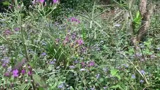 Ageratum conyzoides: Sinus Relief Powerhouse & The Green Grasshopper's Micro-Ecosystem