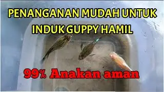 Cara mudah penanganan ikan Guppy hamil
