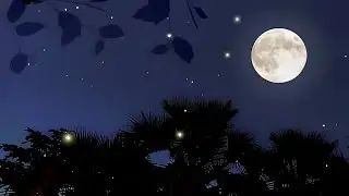 Soothing forest sounds at night - the sound of crickets in the moonlight