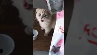 Kitten growth happens faster than you might imagine🐱　#life #dailylife #kitten #cat