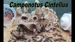 Camponotus cinctellus vs cricket (timelapse)