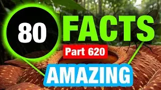 80 Interesting Facts | Mind Blowing Amazing Facts