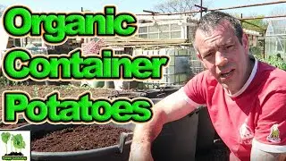 Organic Container Potato Growing For A World Record