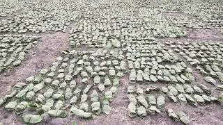 Bidi patta Madhya Pradesh