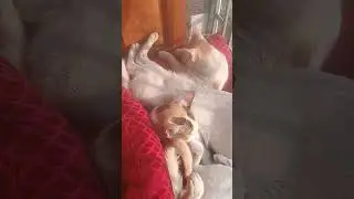 cat 🙂🙂#funny #islamic #vidio #like 👍comment ✅shair 🙏