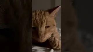 Purring Ginger Cat Can't Lie Still....... #catsounds #catpurring #relaxingsounds