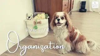 My BEST Dog Organizing Tips (Clover Fan Service Show)